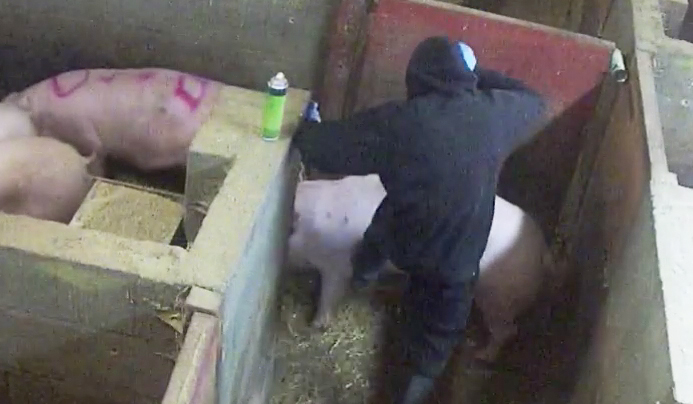 Fir Tree Farm Animal Abuse