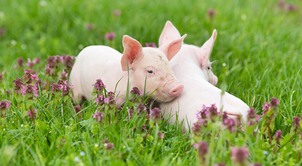 Piglets - Animal Equality