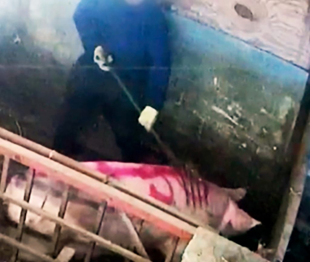 Pigs Beaten on Red Tractor Farm