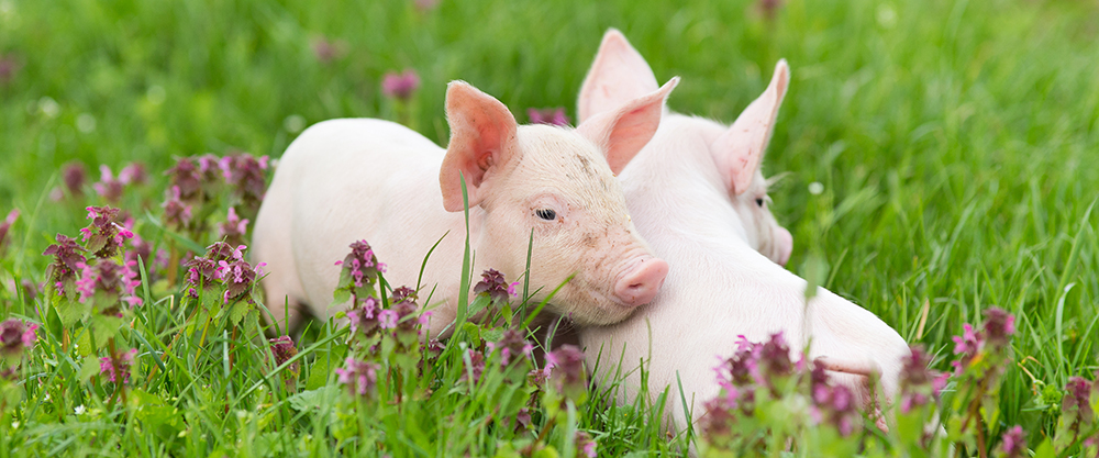 Piglets - Animal Equality