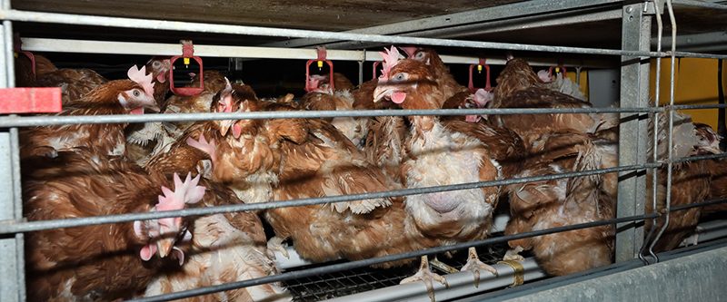 End the Cage Age for Hens