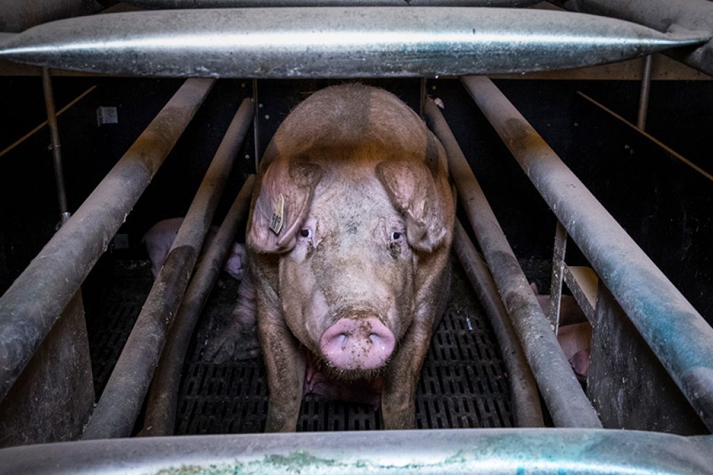 End The Cage Age for Factory Farmed Pigs