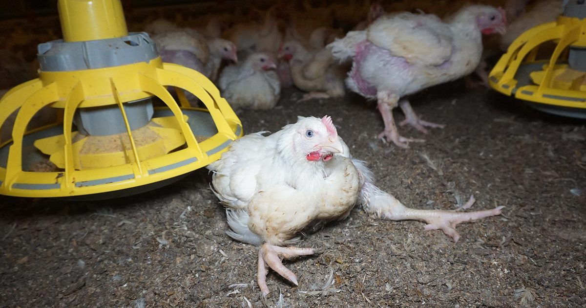 British Chicken The Truth Animal Equality UK