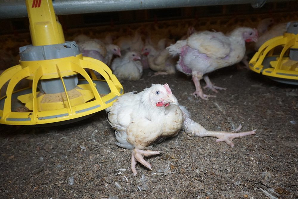 British Chicken Farm - Animal Equality