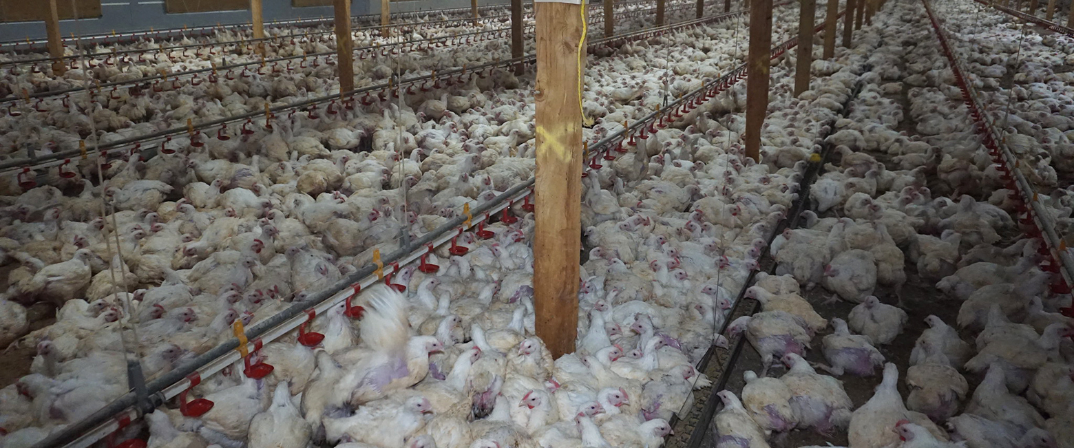 British Chicken Farm - Animal Equality