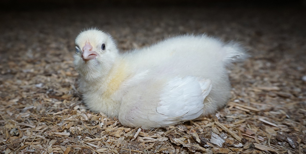British Chicken: The Truth - Animal Equality