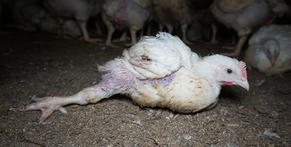 British Chicken: The Truth - Animal Equality