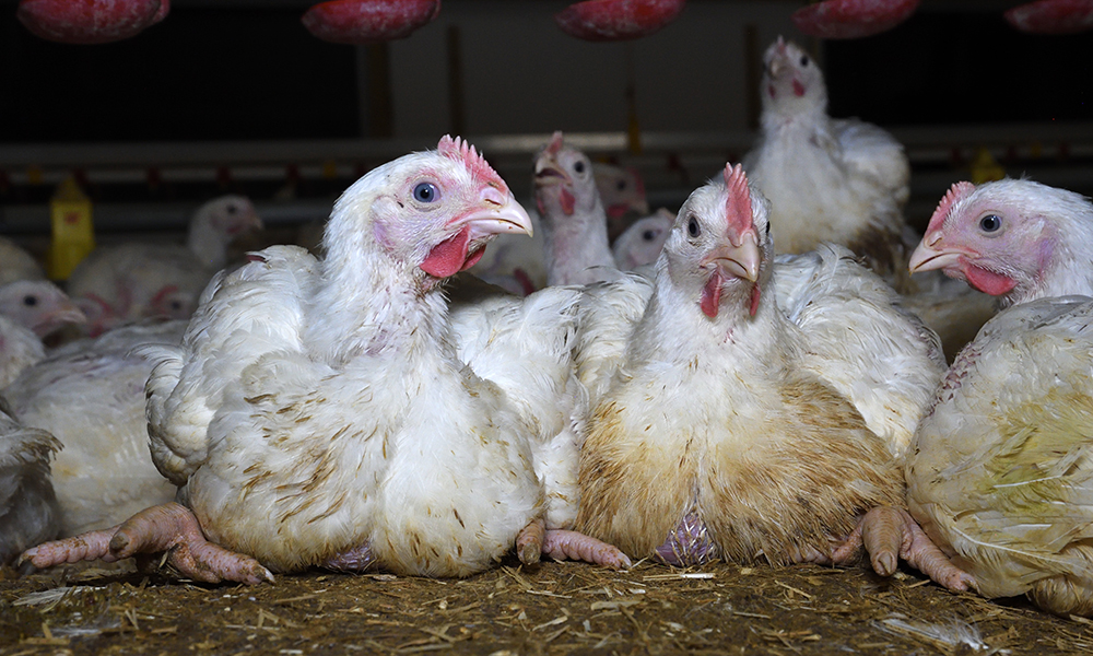 Moy Park Chicken Farm