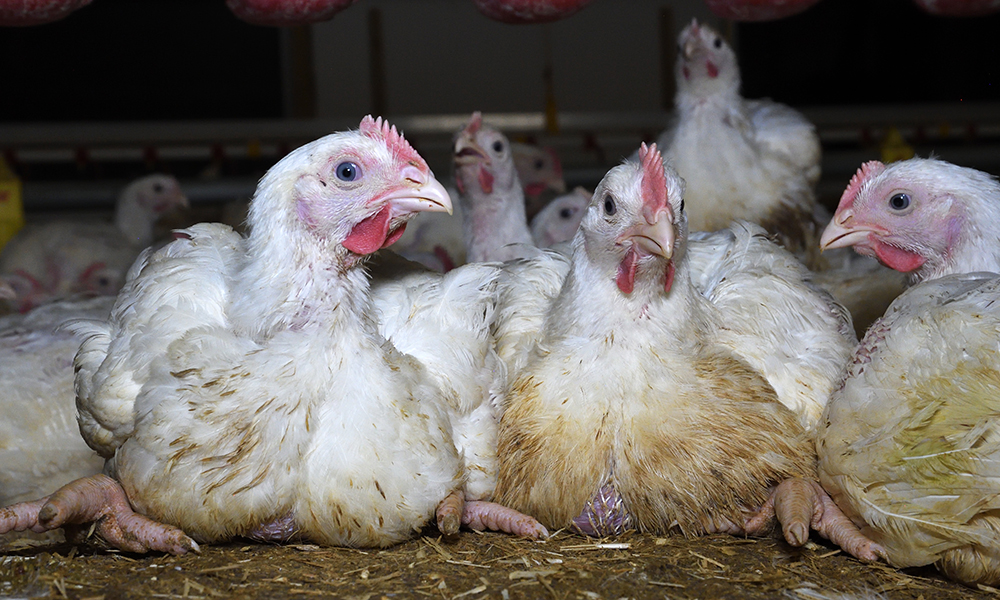 Moy Park Chicken Farm