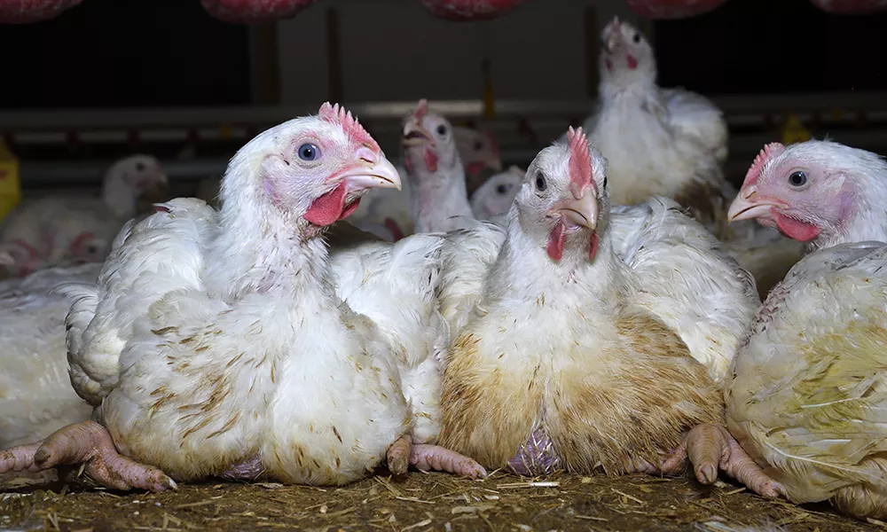 Moy Park Chicken Farm