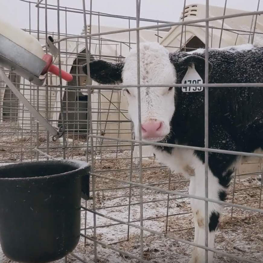 Confined calves forced to live in freezing temperatures