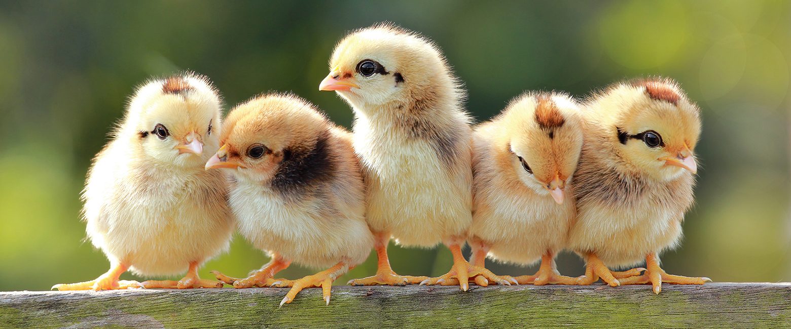 Animal Equality UK - Chicks Header Image