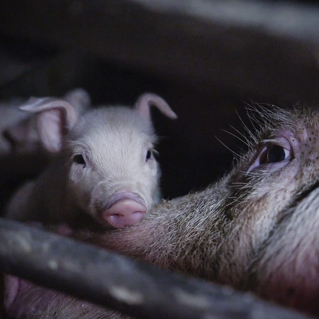 Italian Pig Farm Investigation