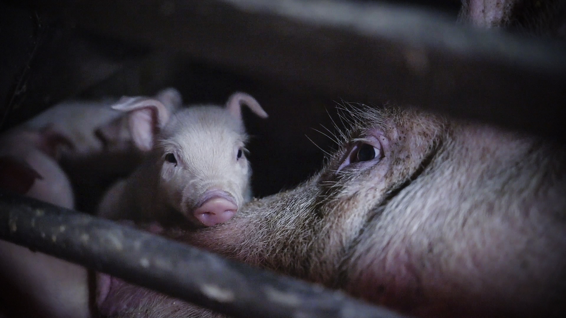 Italian Pig Farm Investigation
