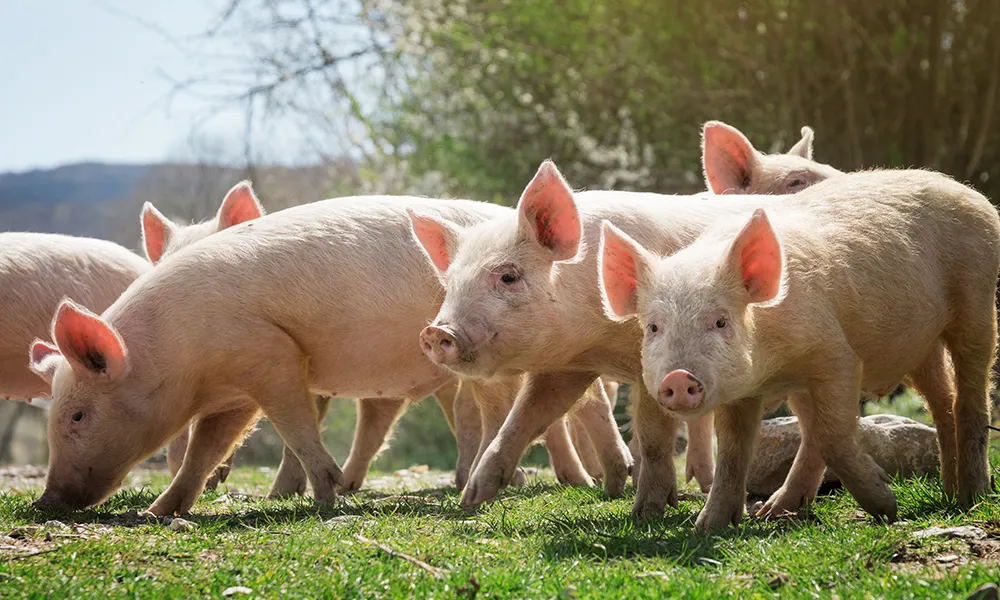 Happy pigs in the sun