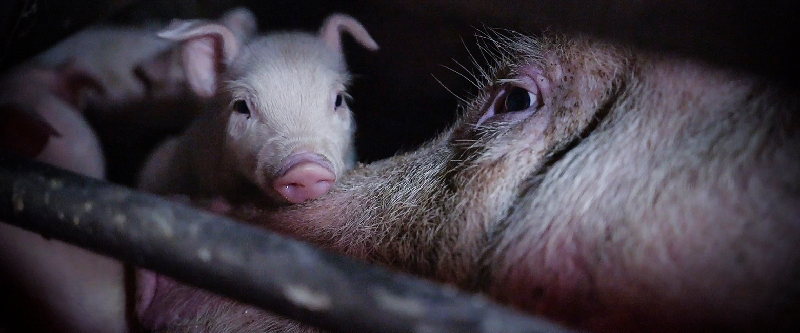 Italian Pig Farm Investigation