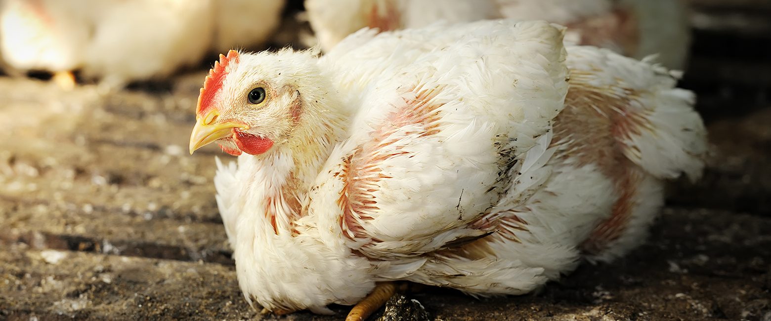 Chicken in a factory farm