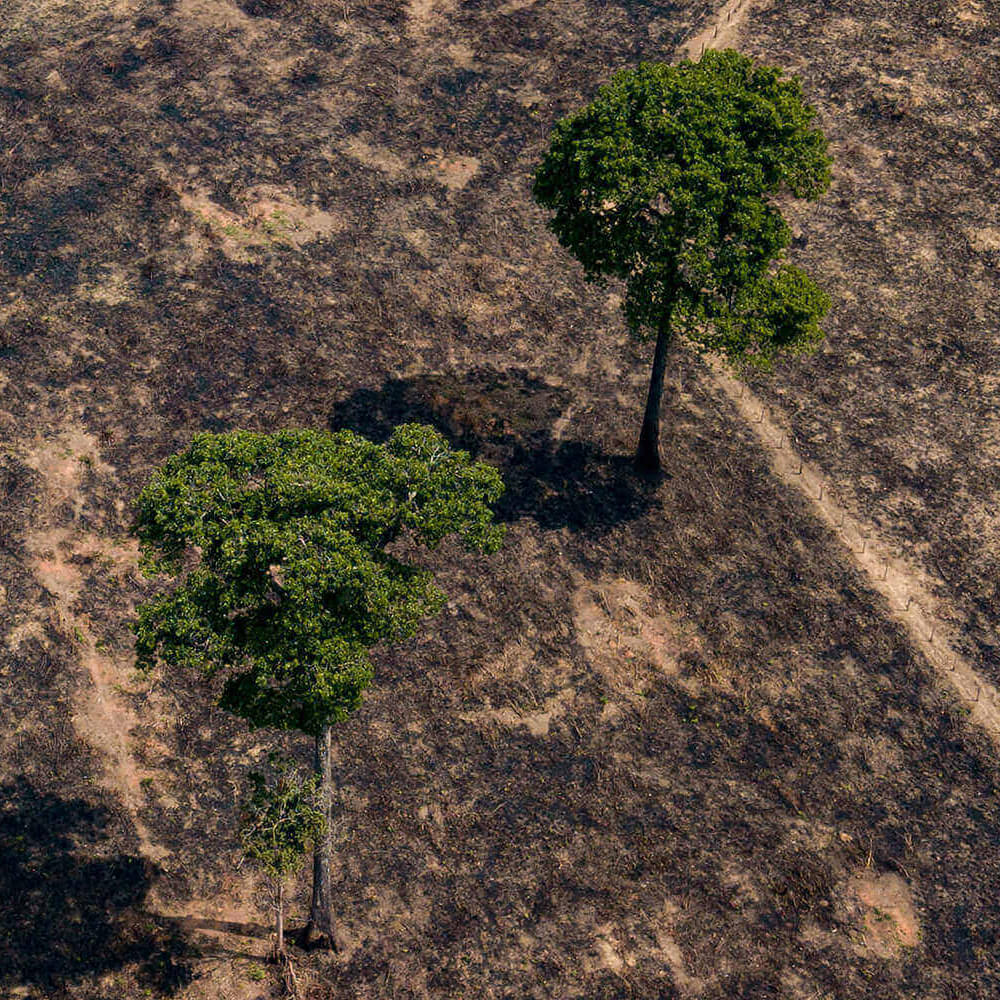 Amazon deforestation