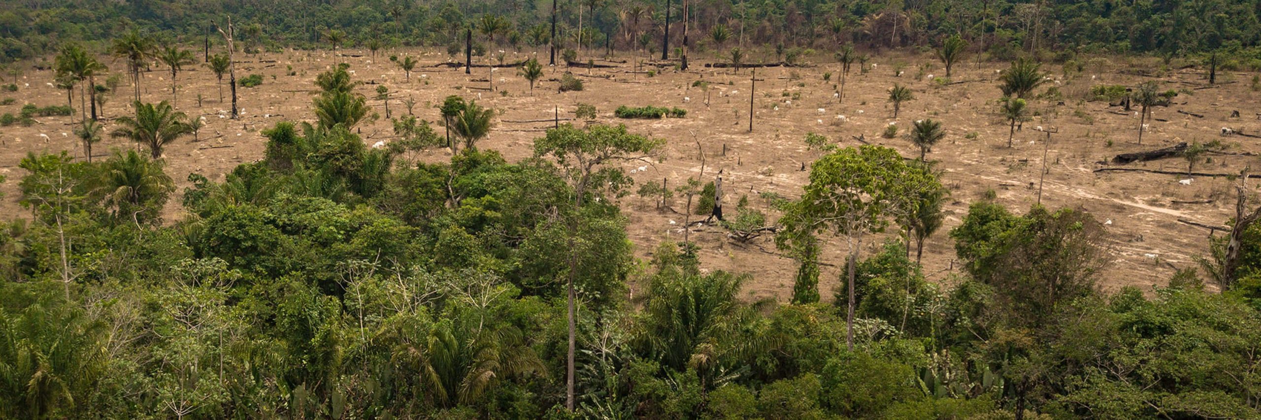 Amazon Destruction Driven By Animal Farming 