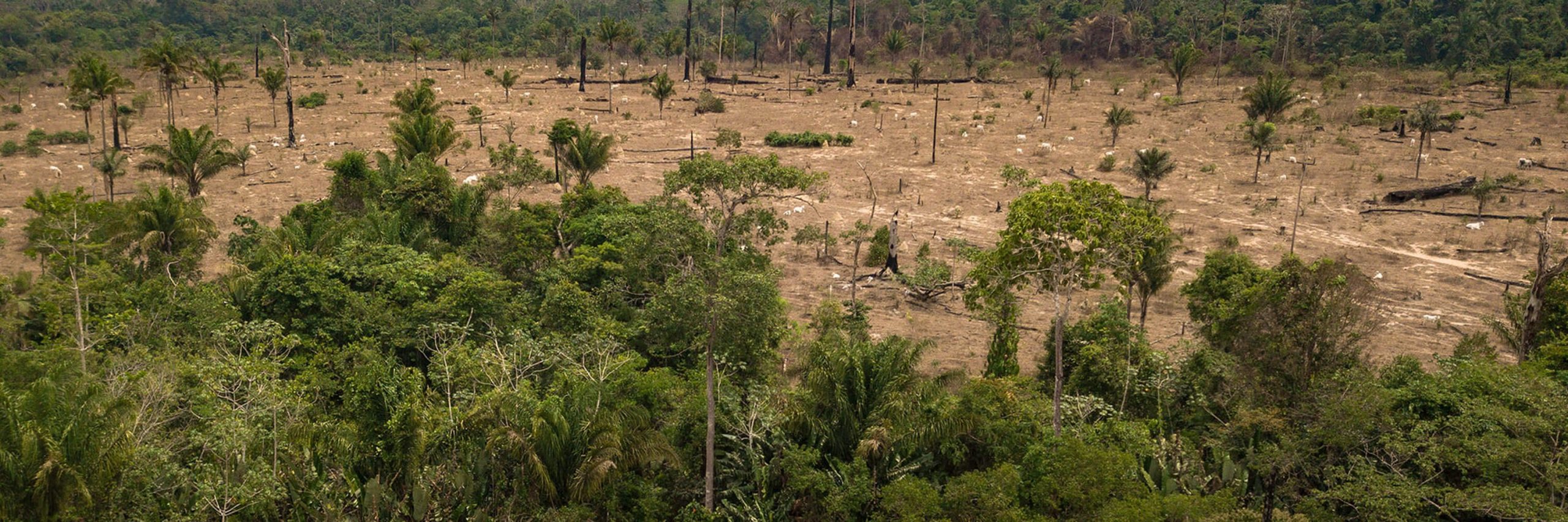 Amazon deforestation