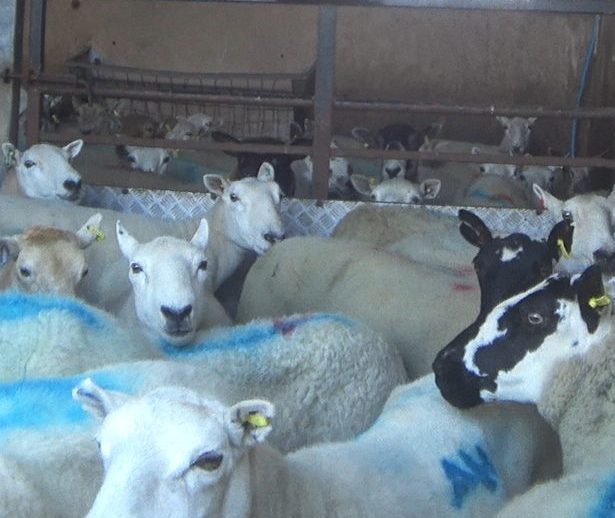 Farmers Fresh Wales