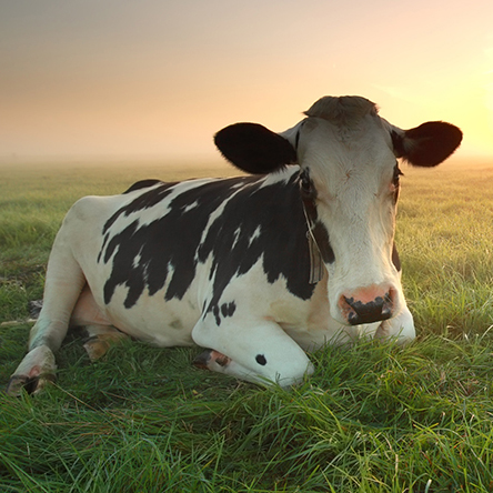 Cow in field