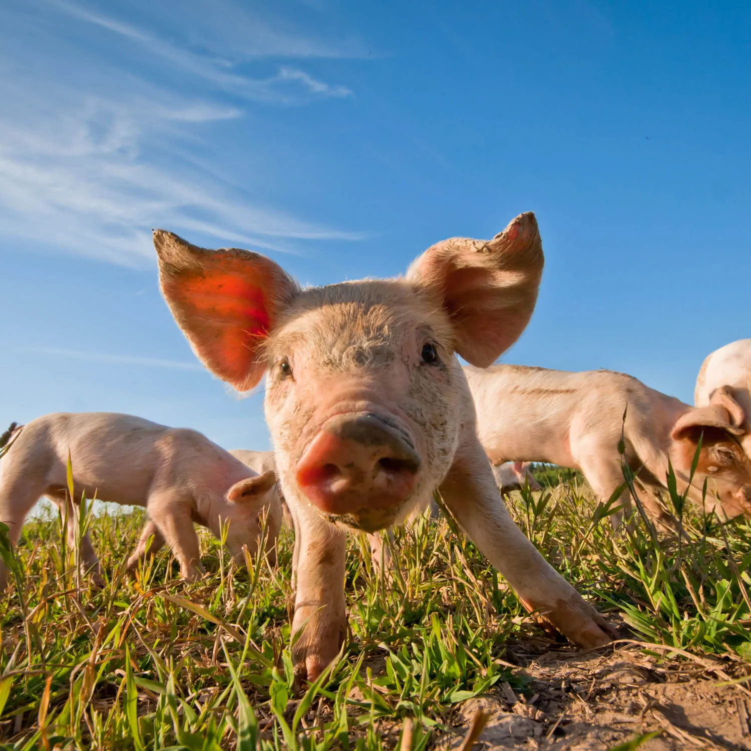 Autumn 2025 Impact Report 11 Piglet in a field