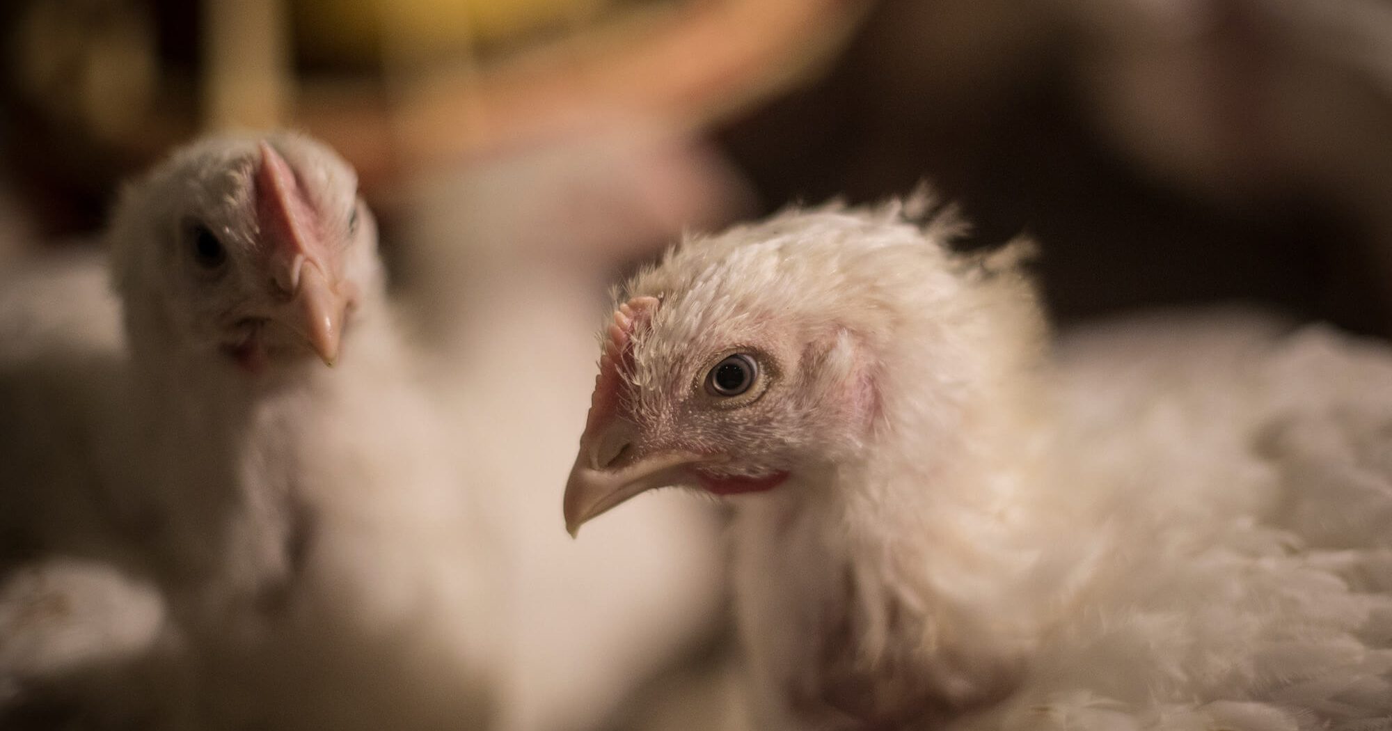 Chickens Suffer on Spanish Factory Farm Animal Equality UK
