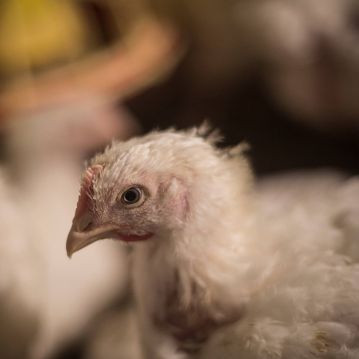 Chicken in Spanish Factory Farm