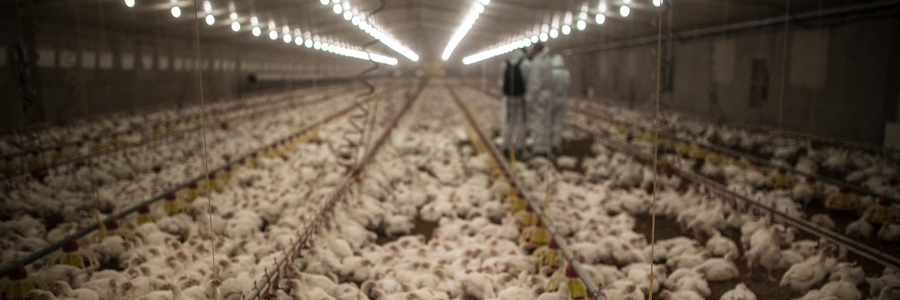 Chickens Suffer on Spanish Factory Farm