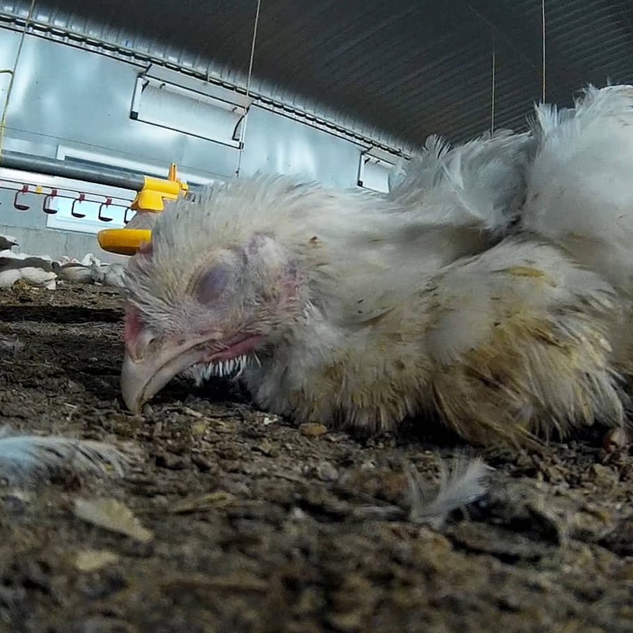 Chicken lying on farm floor with eyes closed
