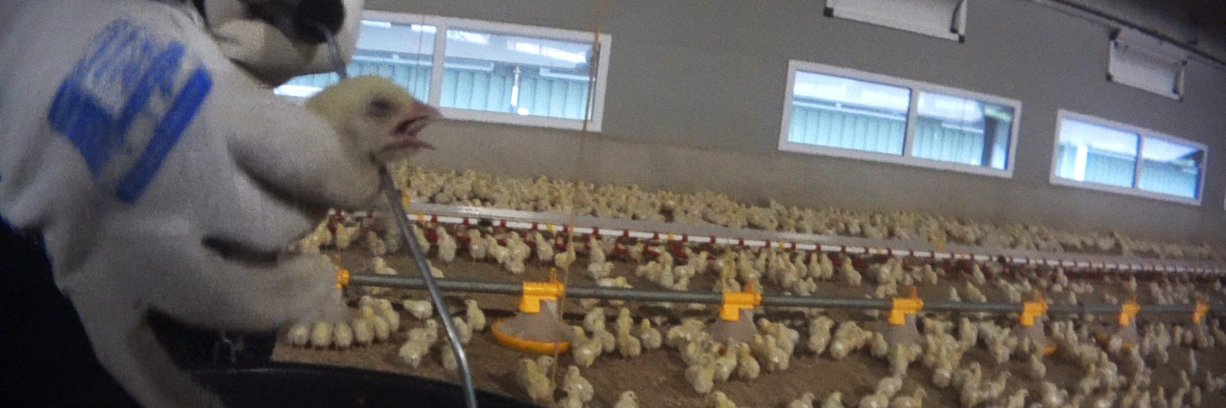 Chickens Deprived of Water on Moy Park Farms Animal Equality UK