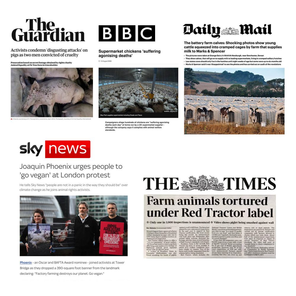 Donate and Help End Cruelty to Animals | Animal Equality UK