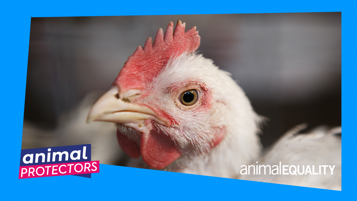 Animal Protectors Animal Equality UK