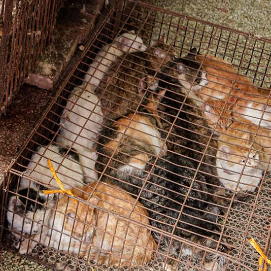 Dogs and Cats Suffering for Meat Trade | Animal Equality UK