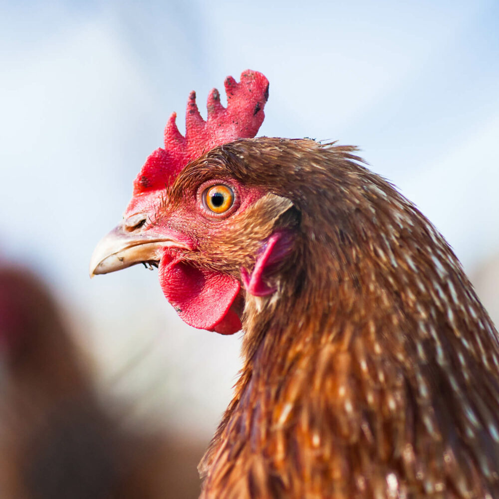 From Hen To Herd: The Fascinating World Of Chicken Groups - x5e4n8j