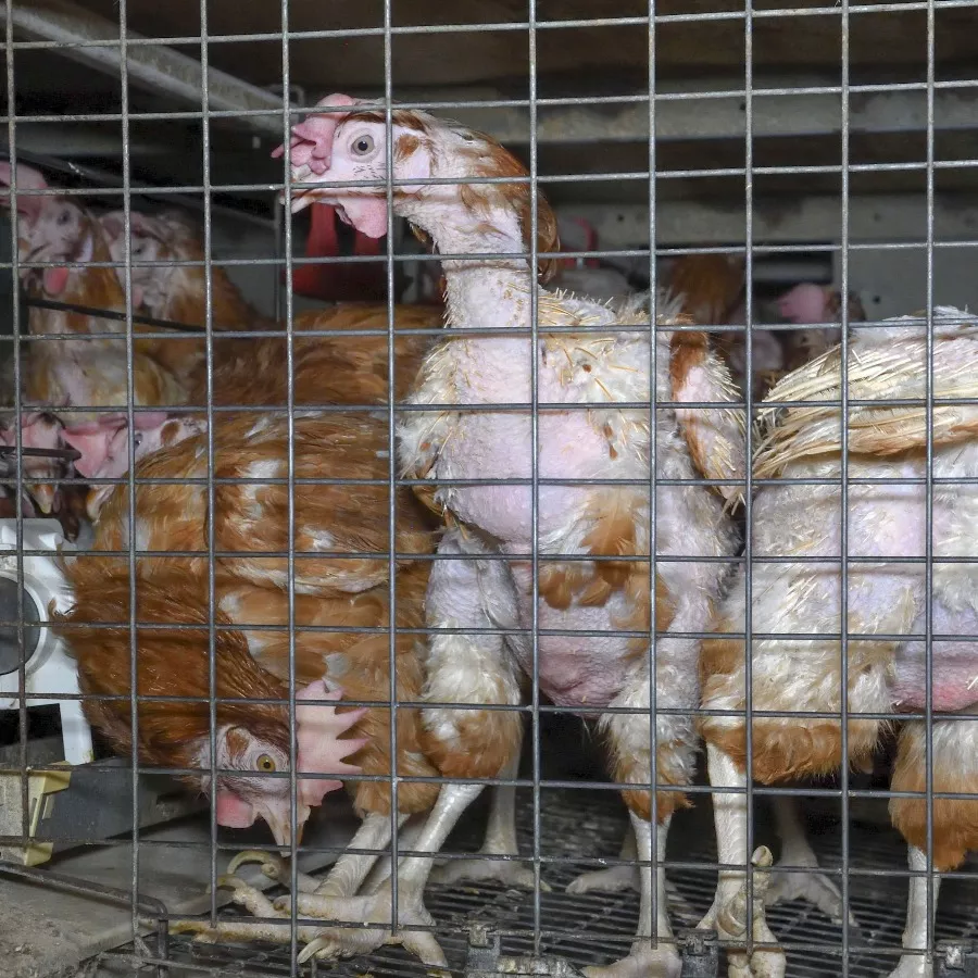 hens in a cage