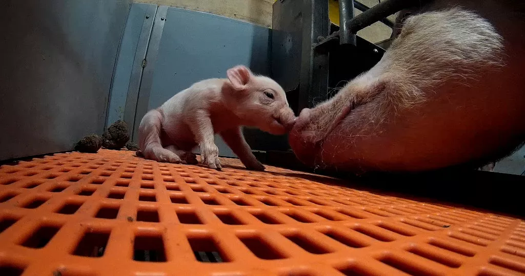 a mother pig and her piglet touching each other through bars