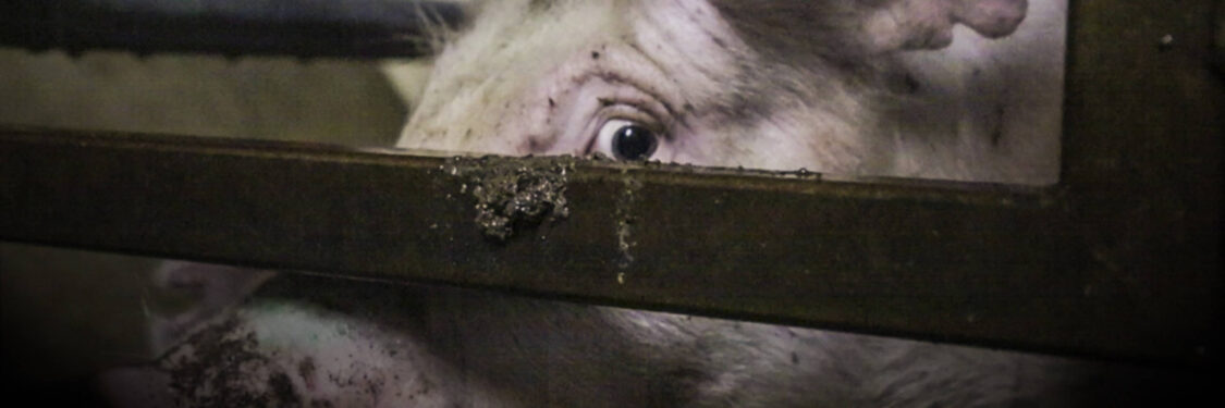 The world's largest meat company | Animal Equality UK