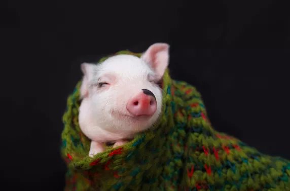 Pig smiling and enjoying the warmth of the blanked he is wrapped in. 