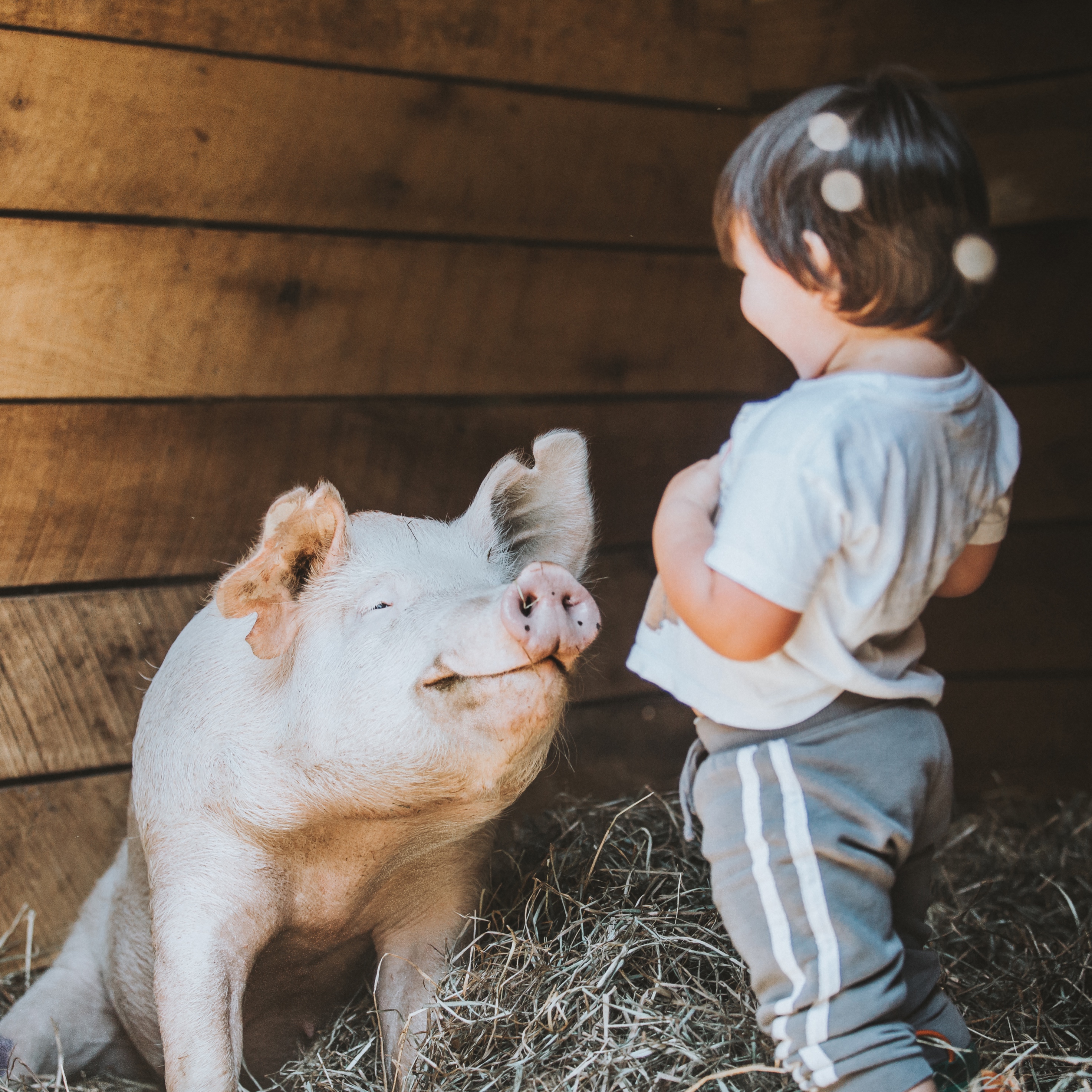 A kid and a pig looking at each other