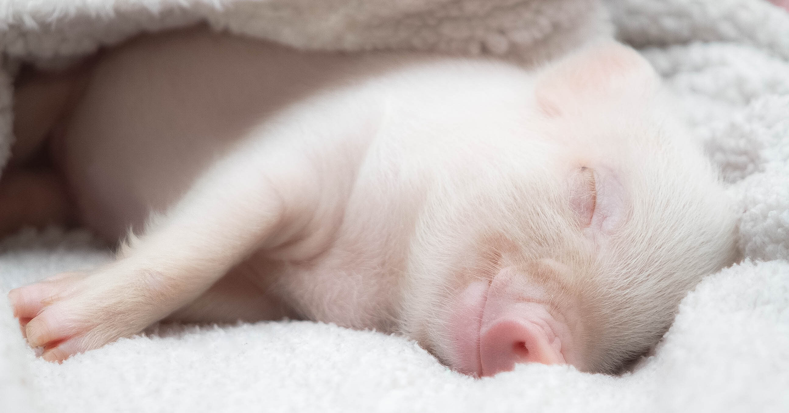 Five Extraordinary Facts About Pigs | Animal Equality UK