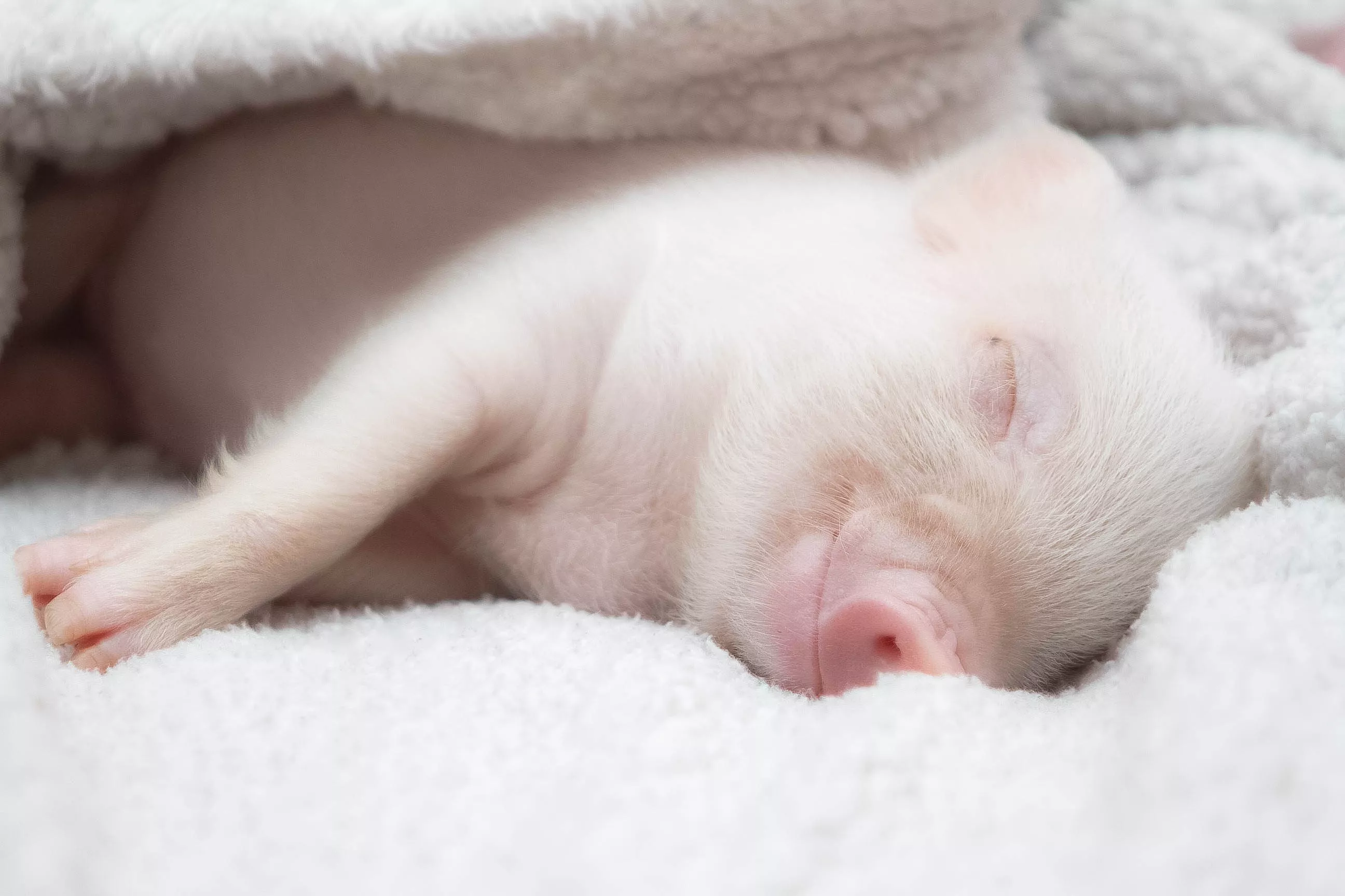 A piglet peacefully sleeping in a candid blanket.