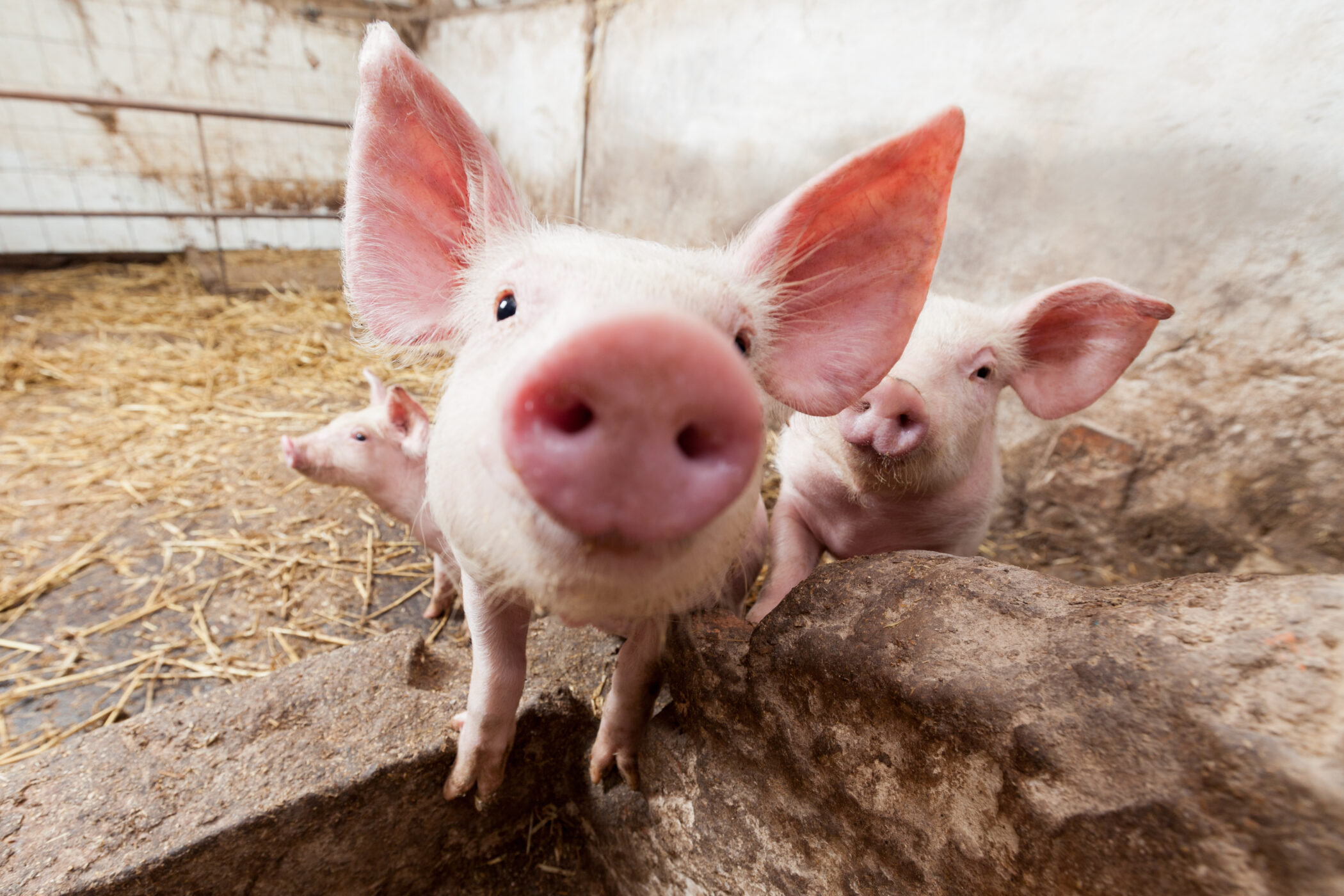 Five Extraordinary Facts About Pigs Animal Equality UK Five Extraordinary Facts About Pigs Animal Equality UK