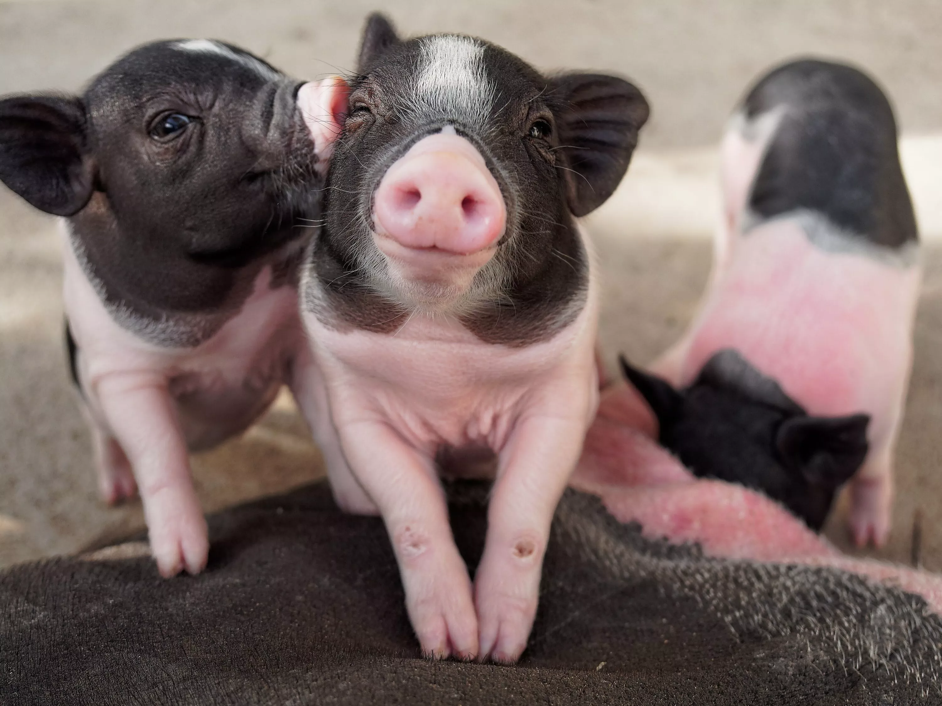 Piglets are loving animals. These two piglets are cuddling. One is smirking while the other one is nuzzling him. 