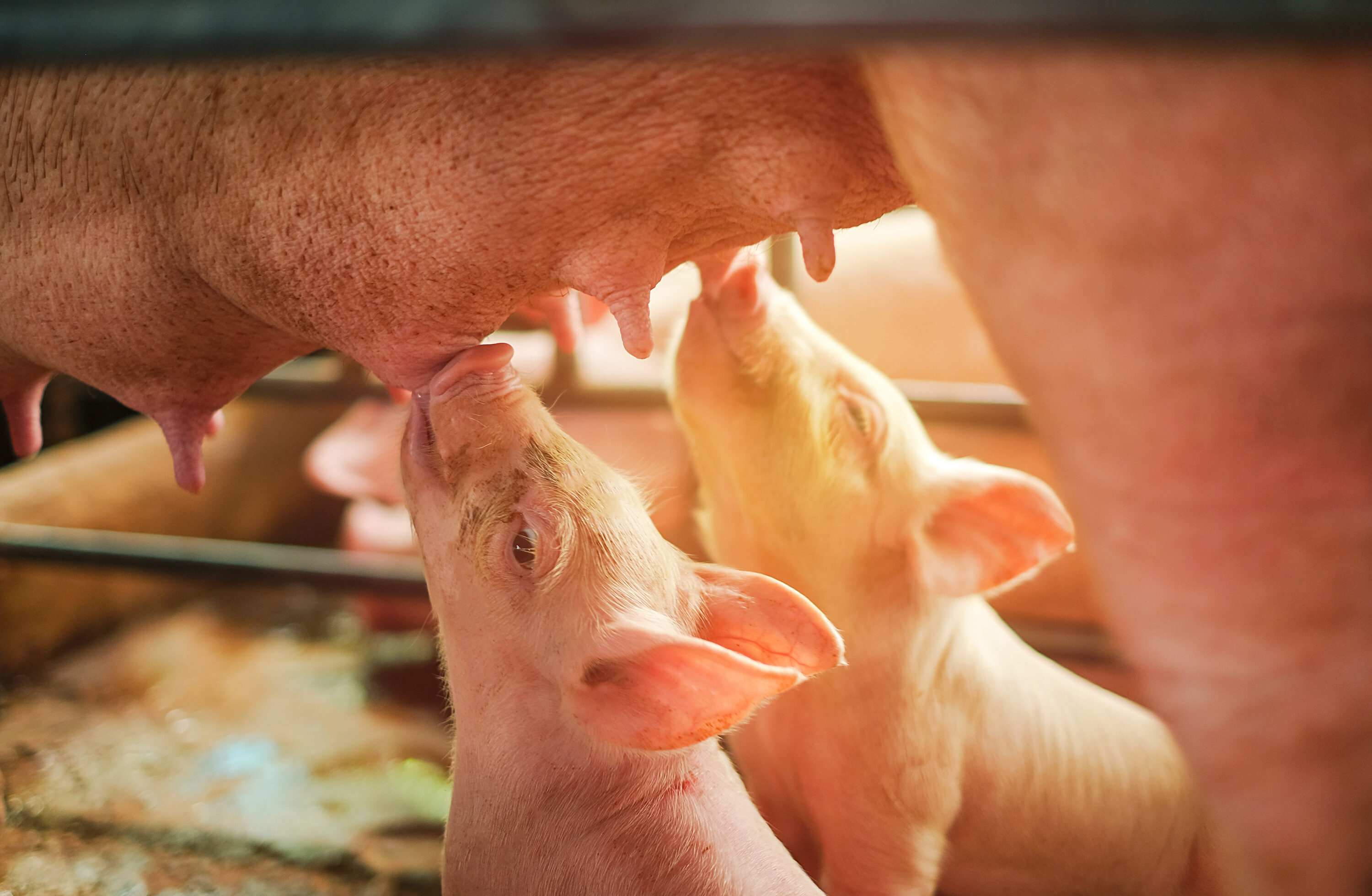 Two piglets drinking milk from their mother. 