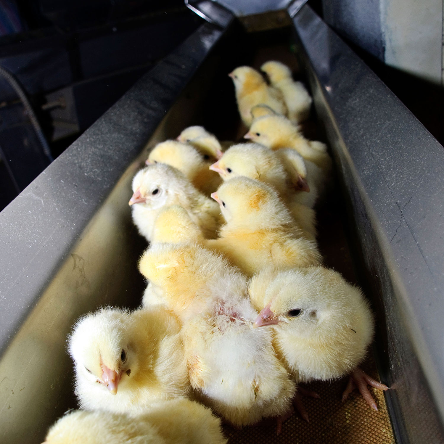 chicks on a conveyor belt