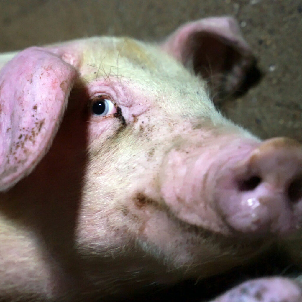 Closeup of pig in factory farm