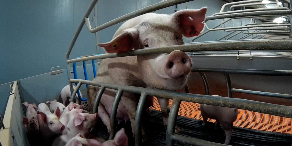 Disciplin Brink lokal Piglets Hammered On 'High Welfare' Farm | Animal Equality UK