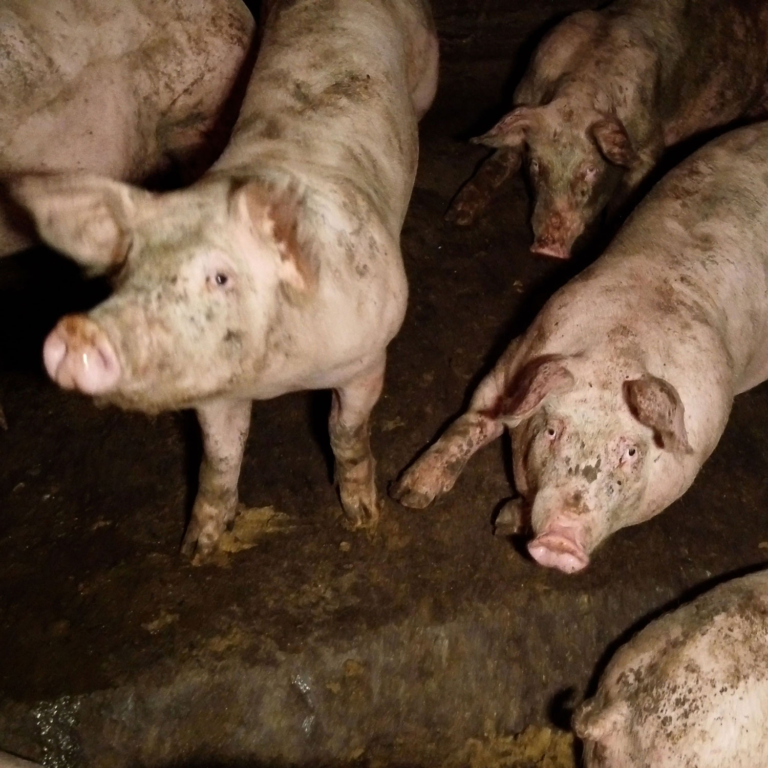 Pigs in a dirty factory farm